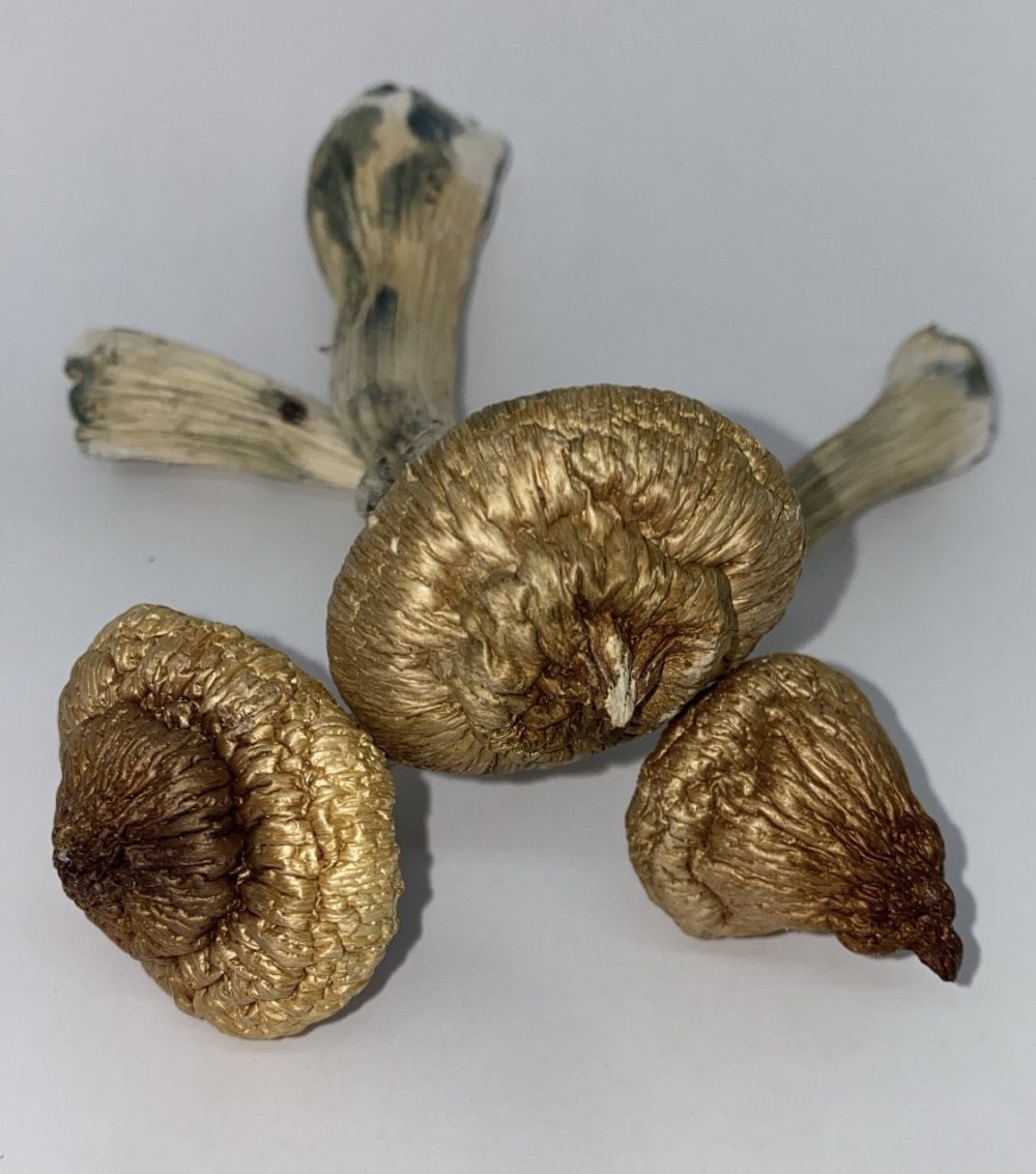 Buy Blue Meanie Mushrooms - $99/OZ - Dose Club