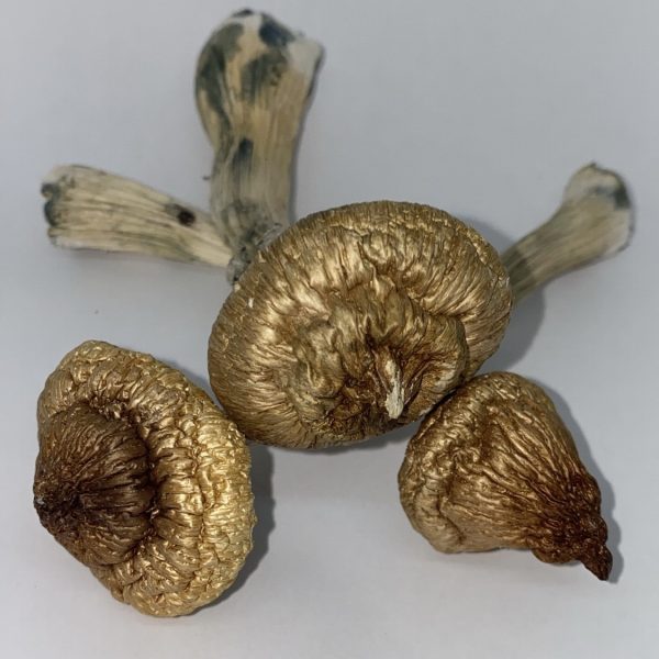 Buy Blue Meanie Mushrooms - $99/OZ - Dose Club
