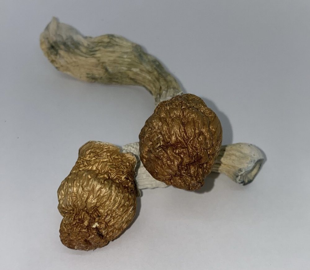 Buy Penis Envy Mushrooms - $99/OZ - Dose Club