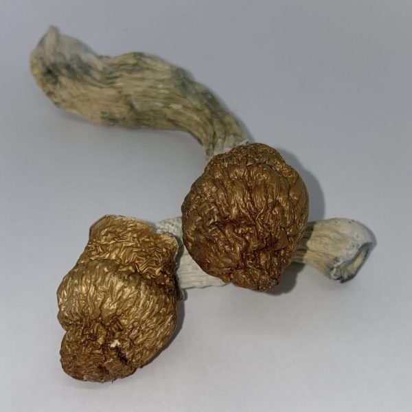 Buy Penis Envy Mushrooms - $99/OZ - Dose Club