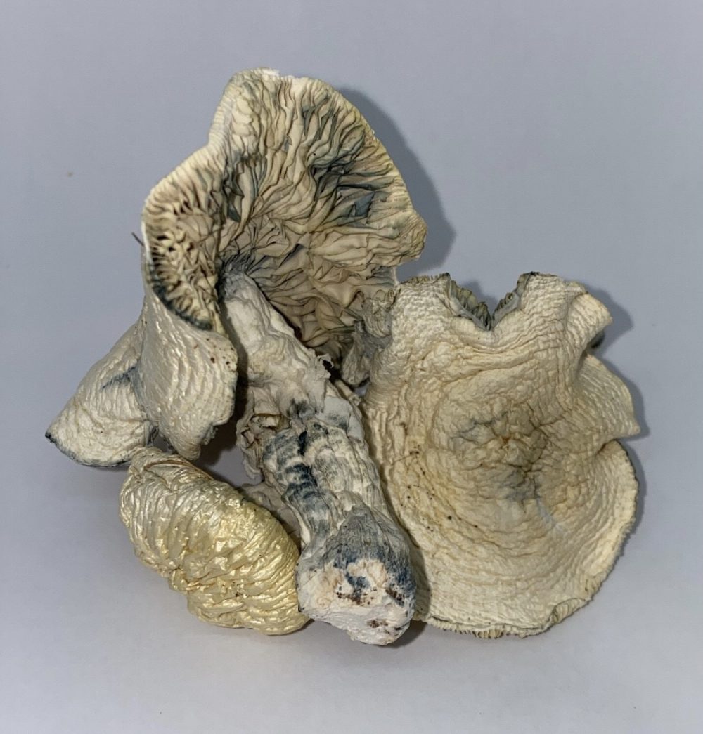 Buy Albino Avery Mushrooms - $99/OZ - Dose Club