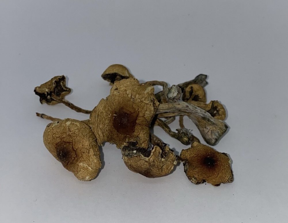 Buy Texas Penis Envy Mushrooms - $99/OZ - Dose Club