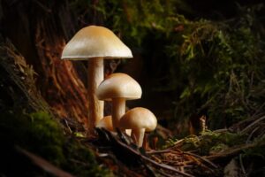 Magic Mushrooms