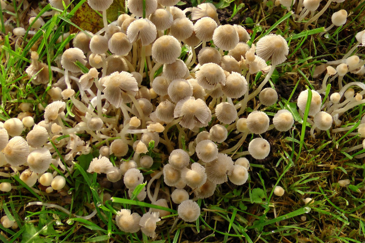 - The Ultimate Guide to Microdosing Magic Mushrooms