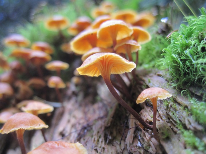 Legal Status Of Magic Mushrooms - Unlocking the Potential: Understanding The Legal Status of Magic Mushrooms in Canada